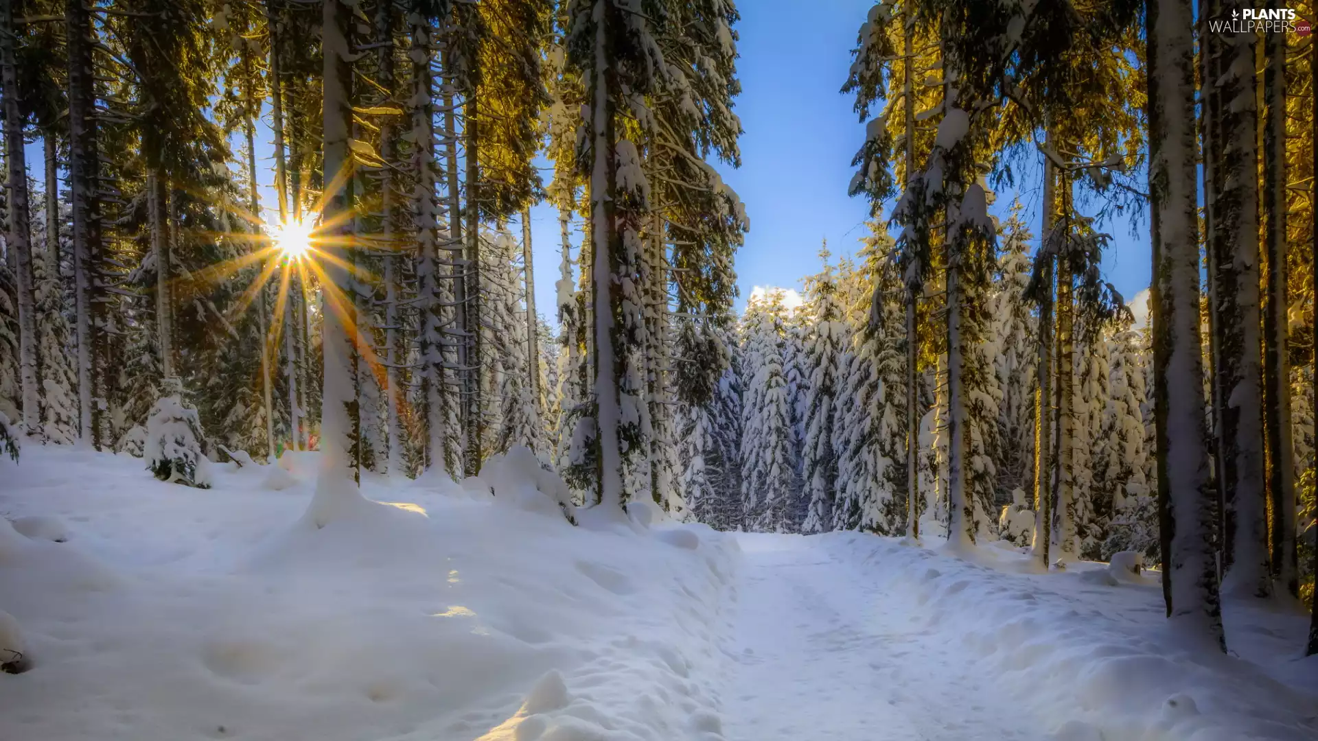 trees, winter, Way, rays of the Sun, viewes, forest
