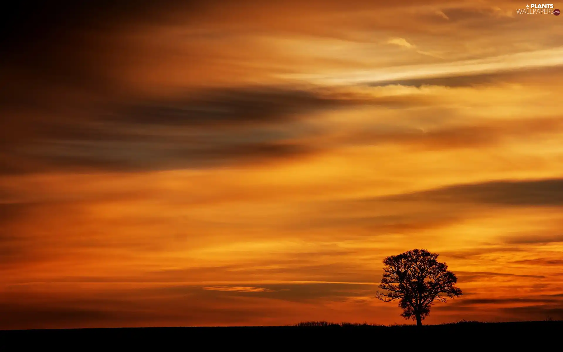 trees, west, sun