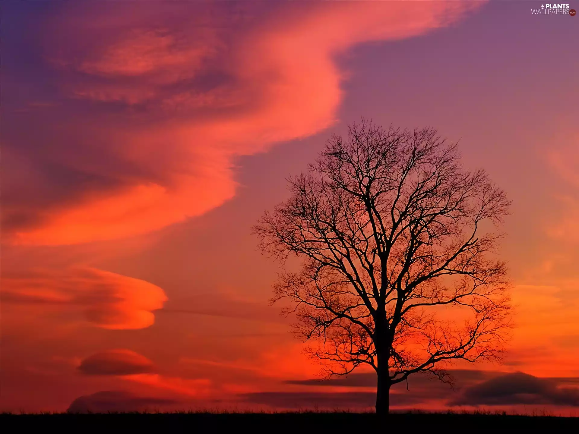 lonely, trees, sun, clouds, west
