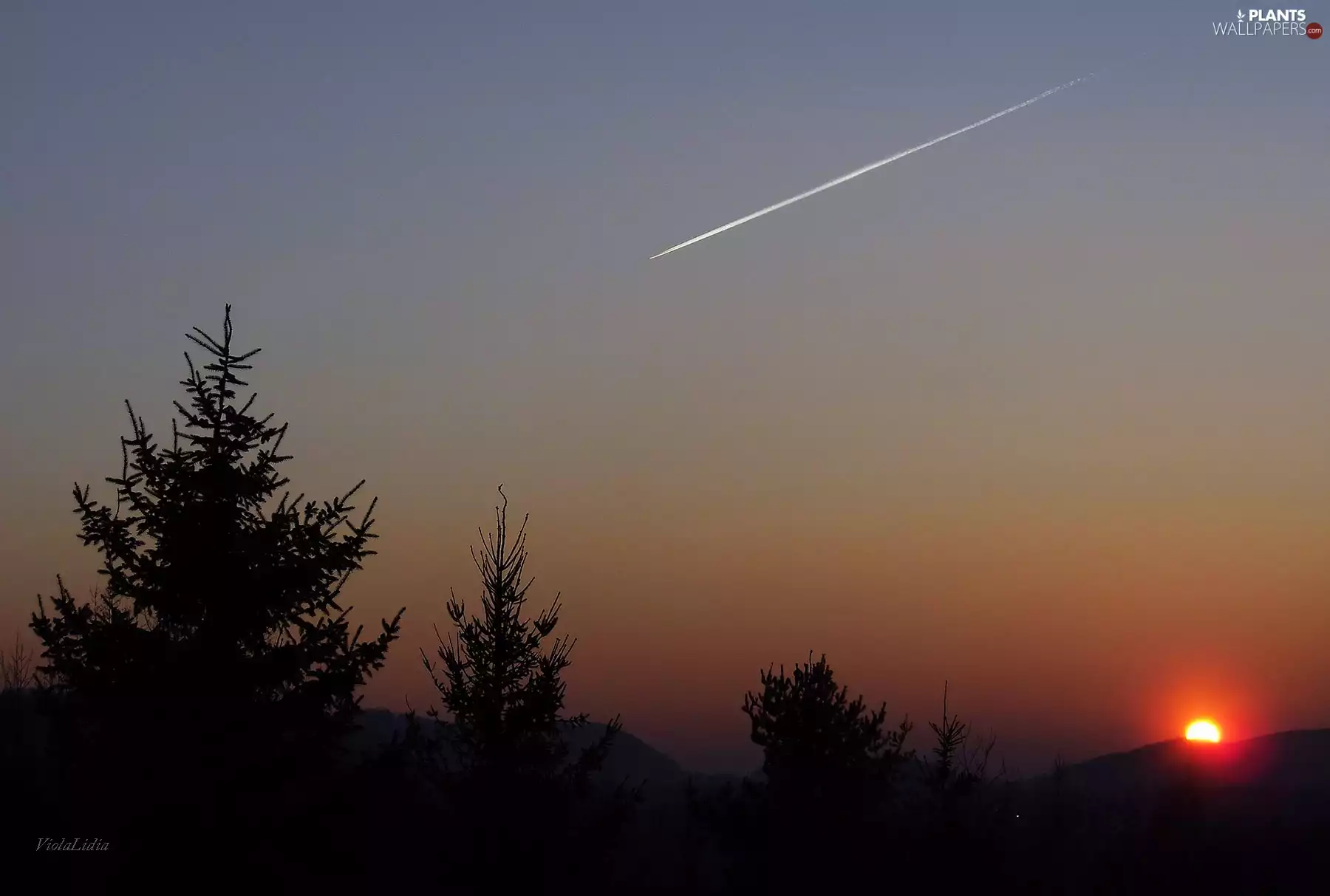 shadows, trees, sun, evening, west
