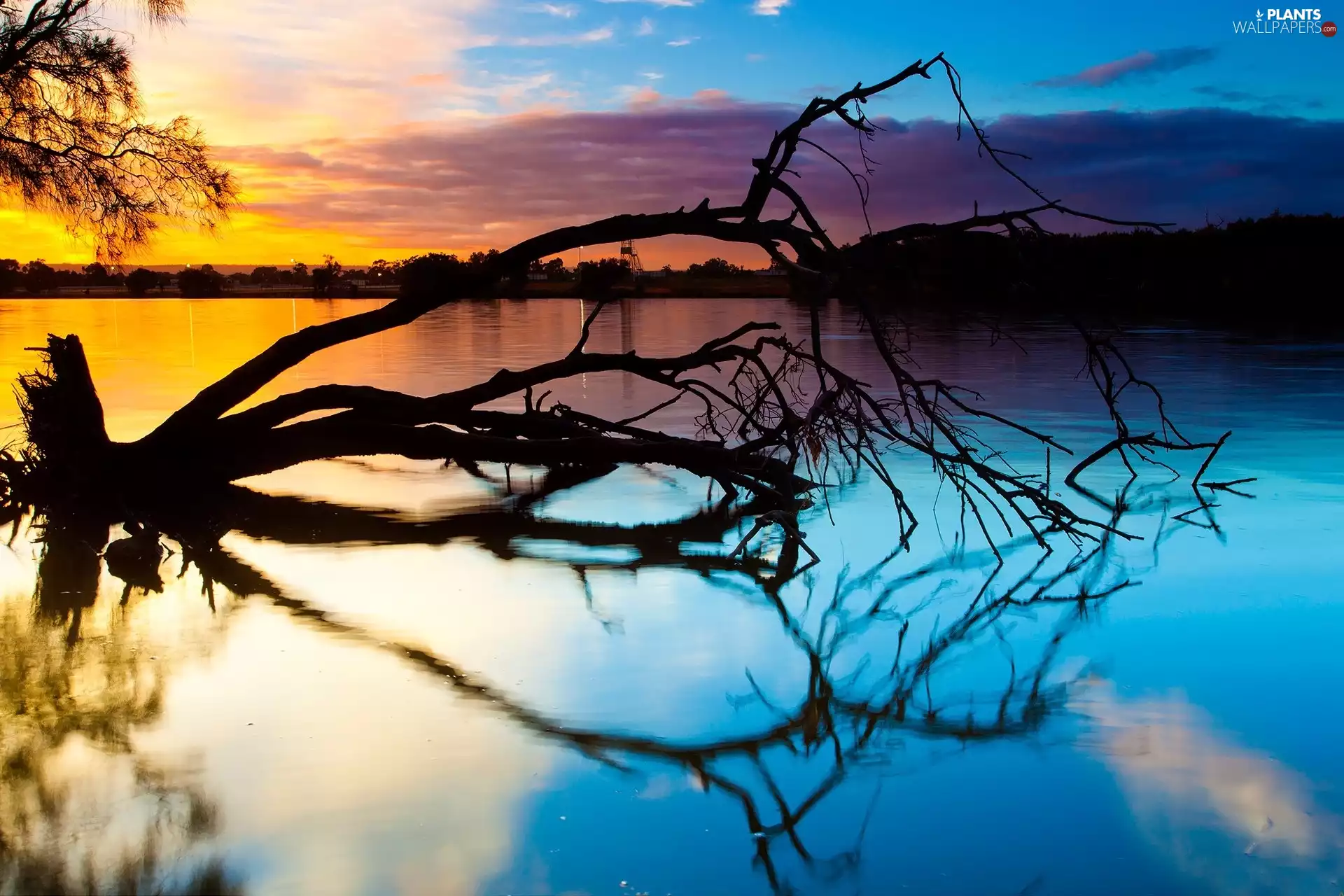 fallen, trees, sun, lake, west