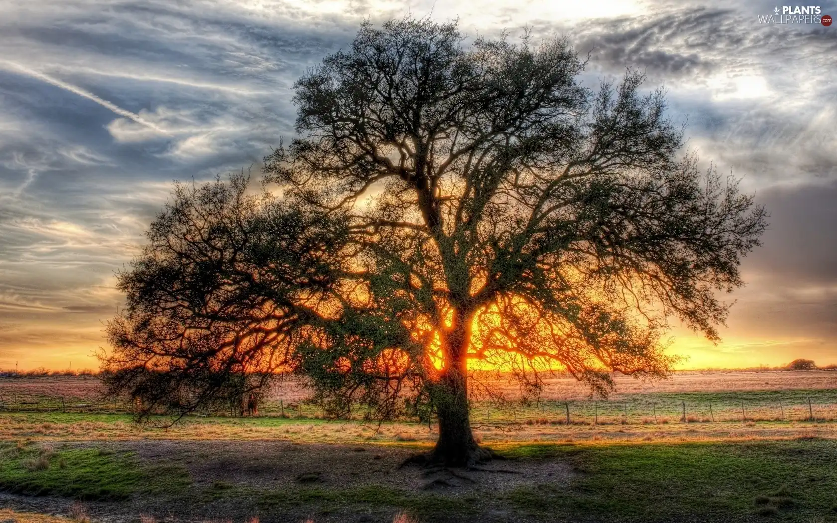 trees, west, sun