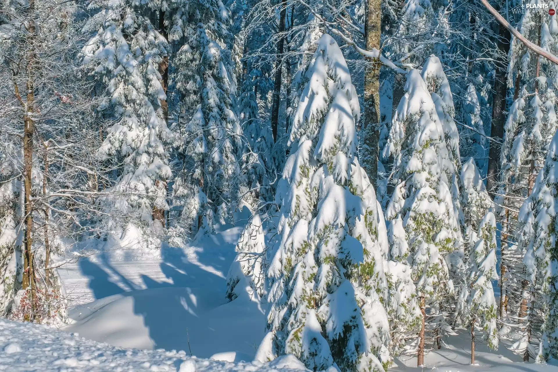 viewes, forest, sunny, trees, winter, snow, day