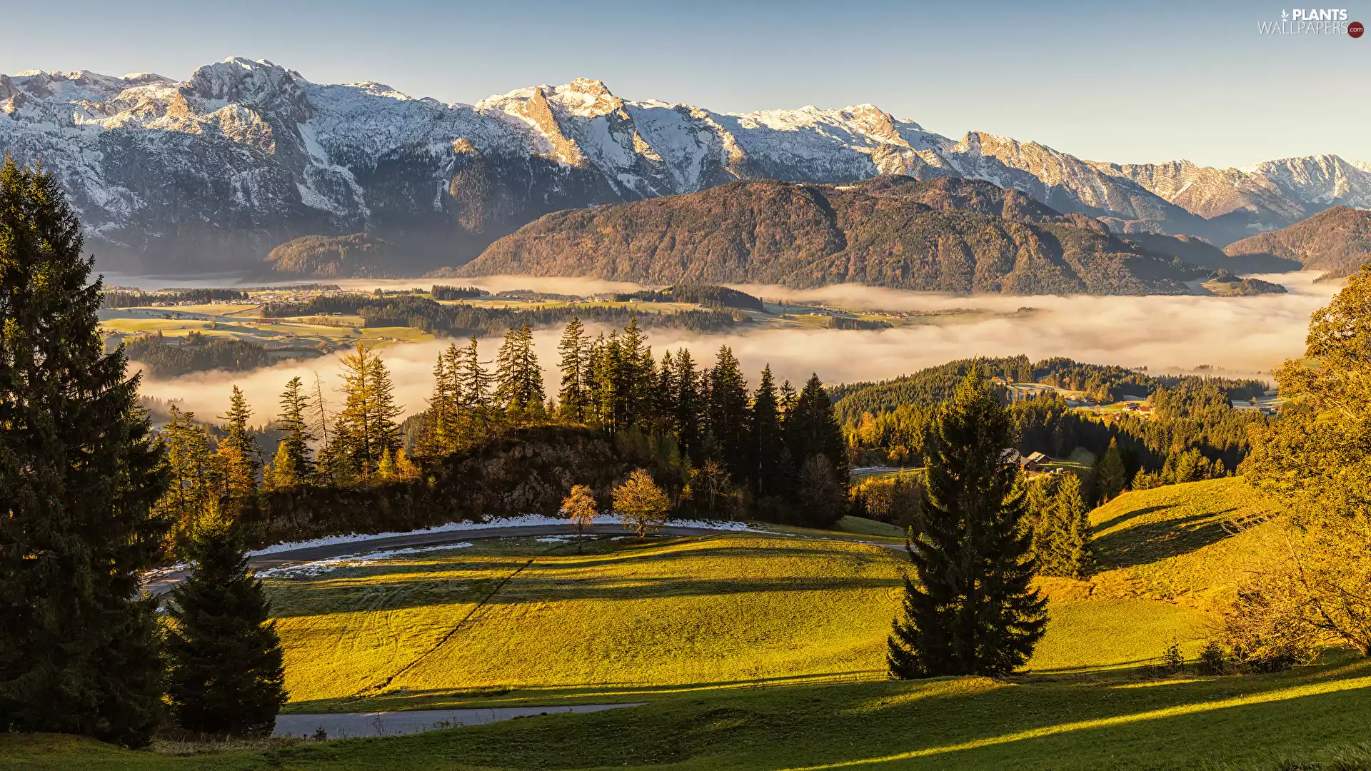 viewes, medows, sunny, trees, Mountains, Fog, day