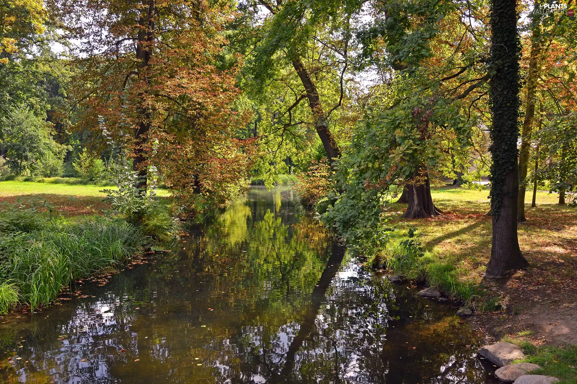 viewes, Park, sunny, trees, autumn, brook, day