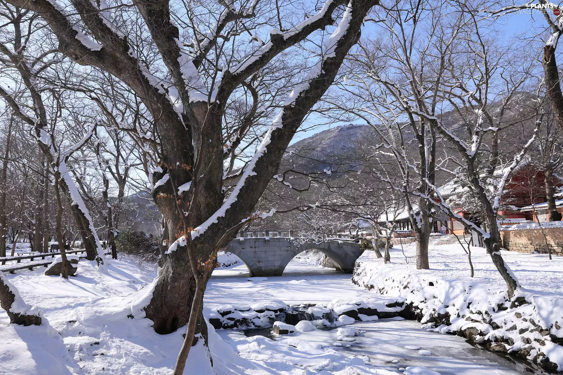 viewes, River, sunny, trees, winter, bridge, day