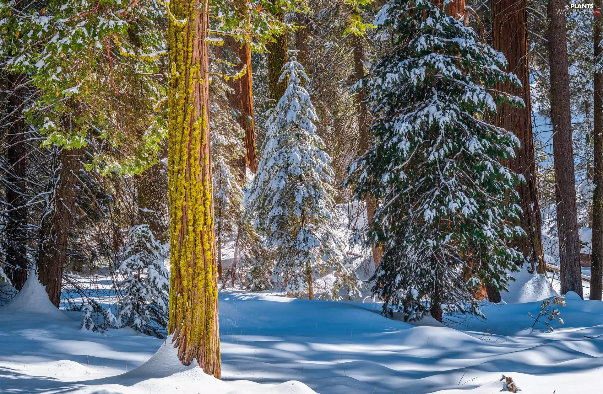 viewes, Snowy, sunny, trees, winter, forest, day