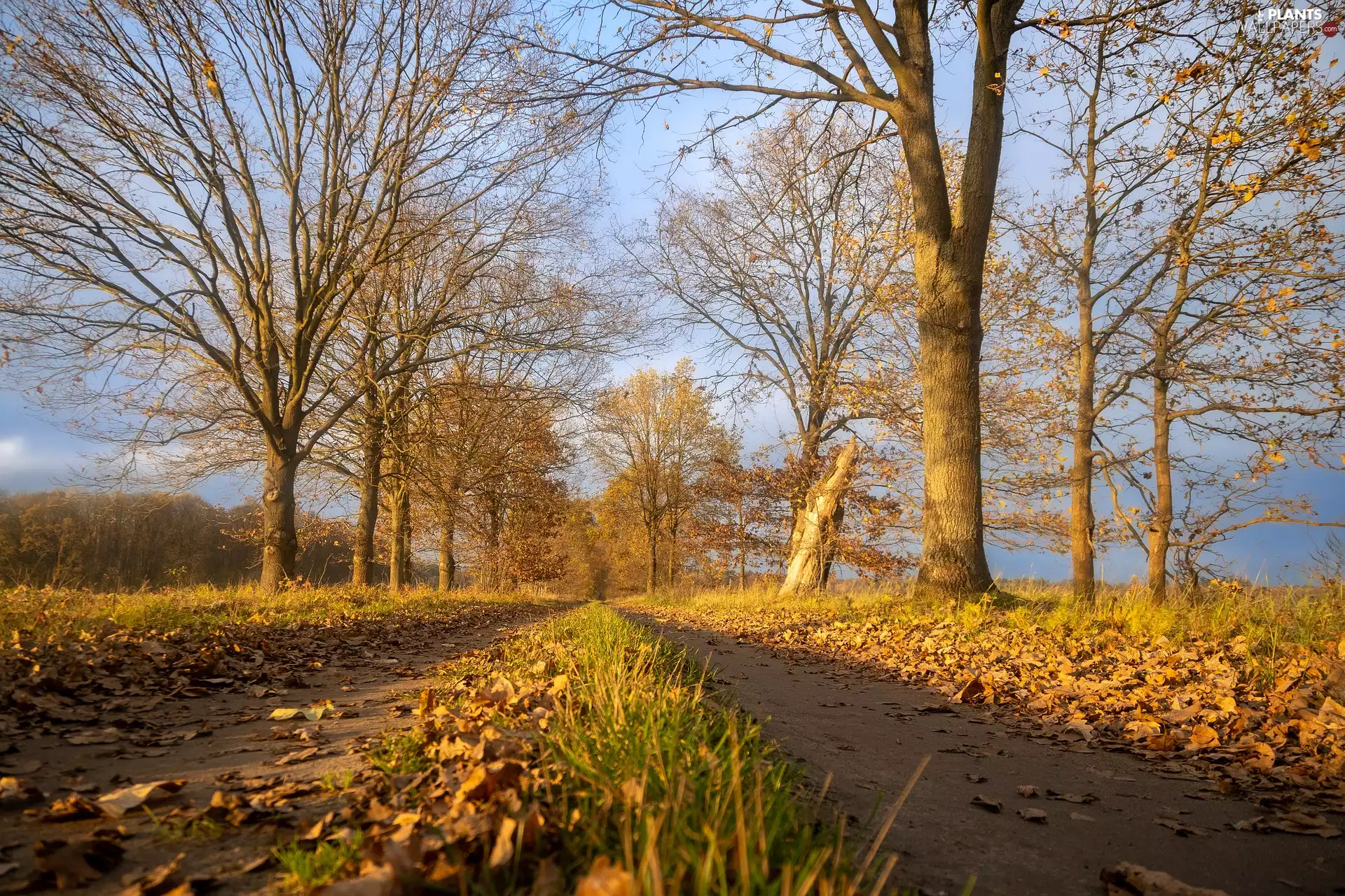 viewes, Way, sunny, trees, autumn, Fog, day