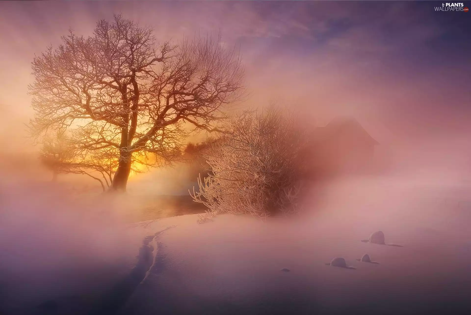 Sunrise, snow, Fog, trees