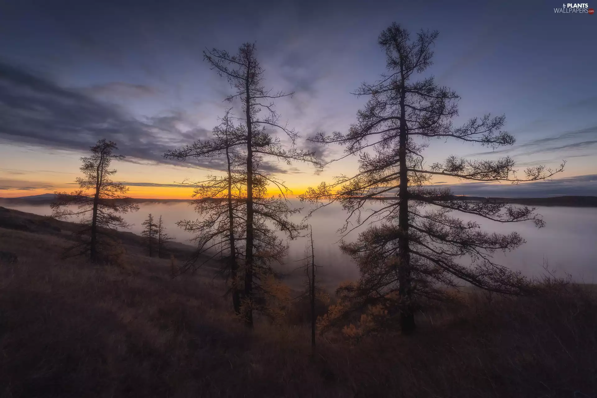 Sunrise, viewes, Fog, trees