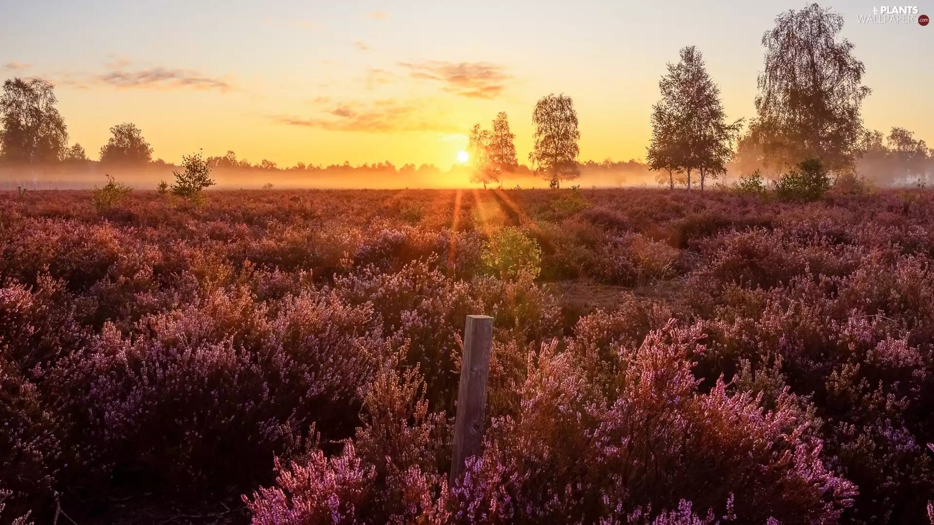 viewes, heathers, Sunrise, trees, heath, Fog, rays
