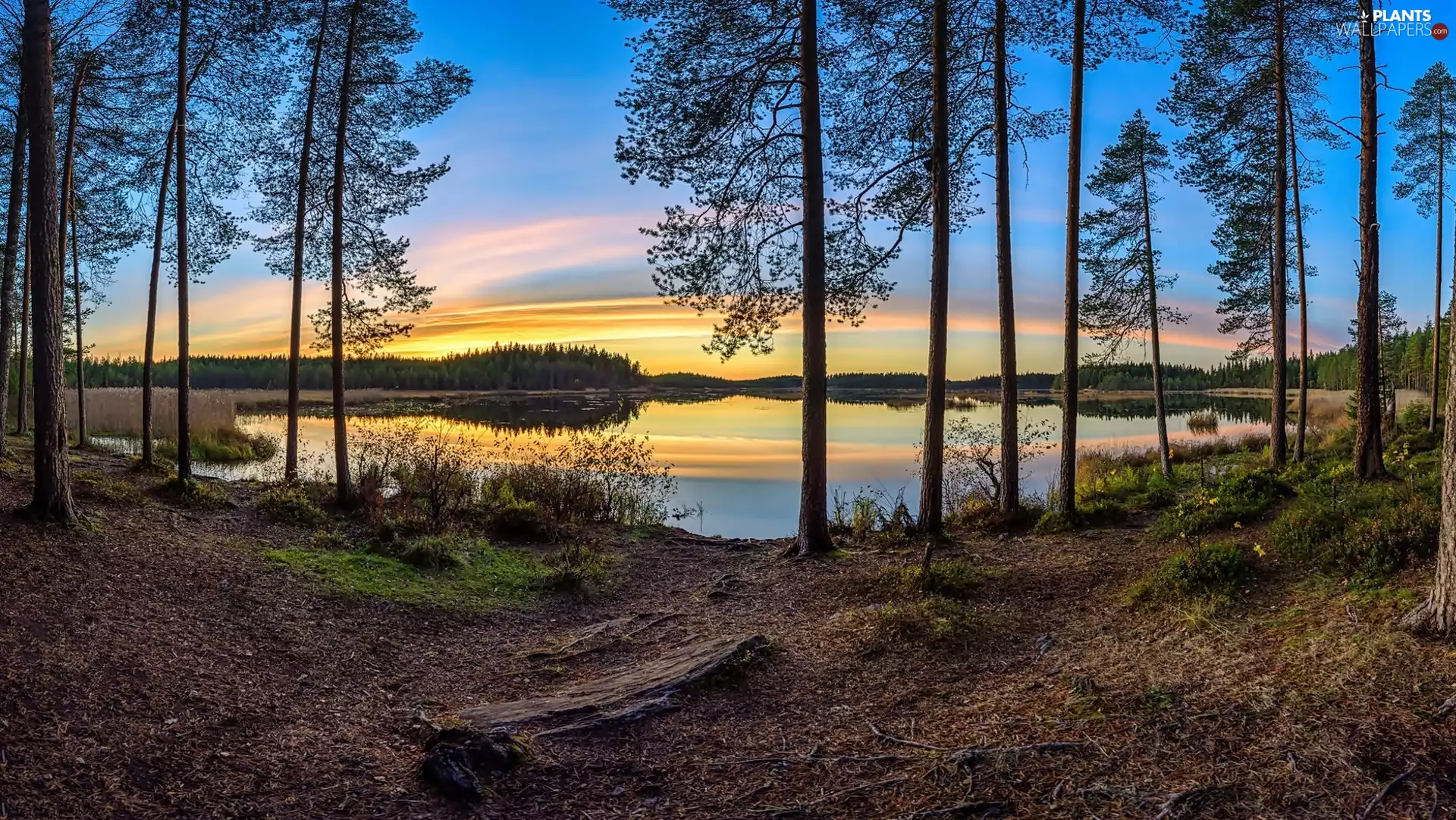 Sunrise, viewes, lake, trees