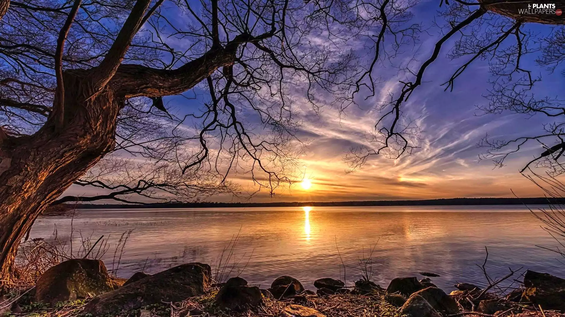 trees, lake, Sunrise