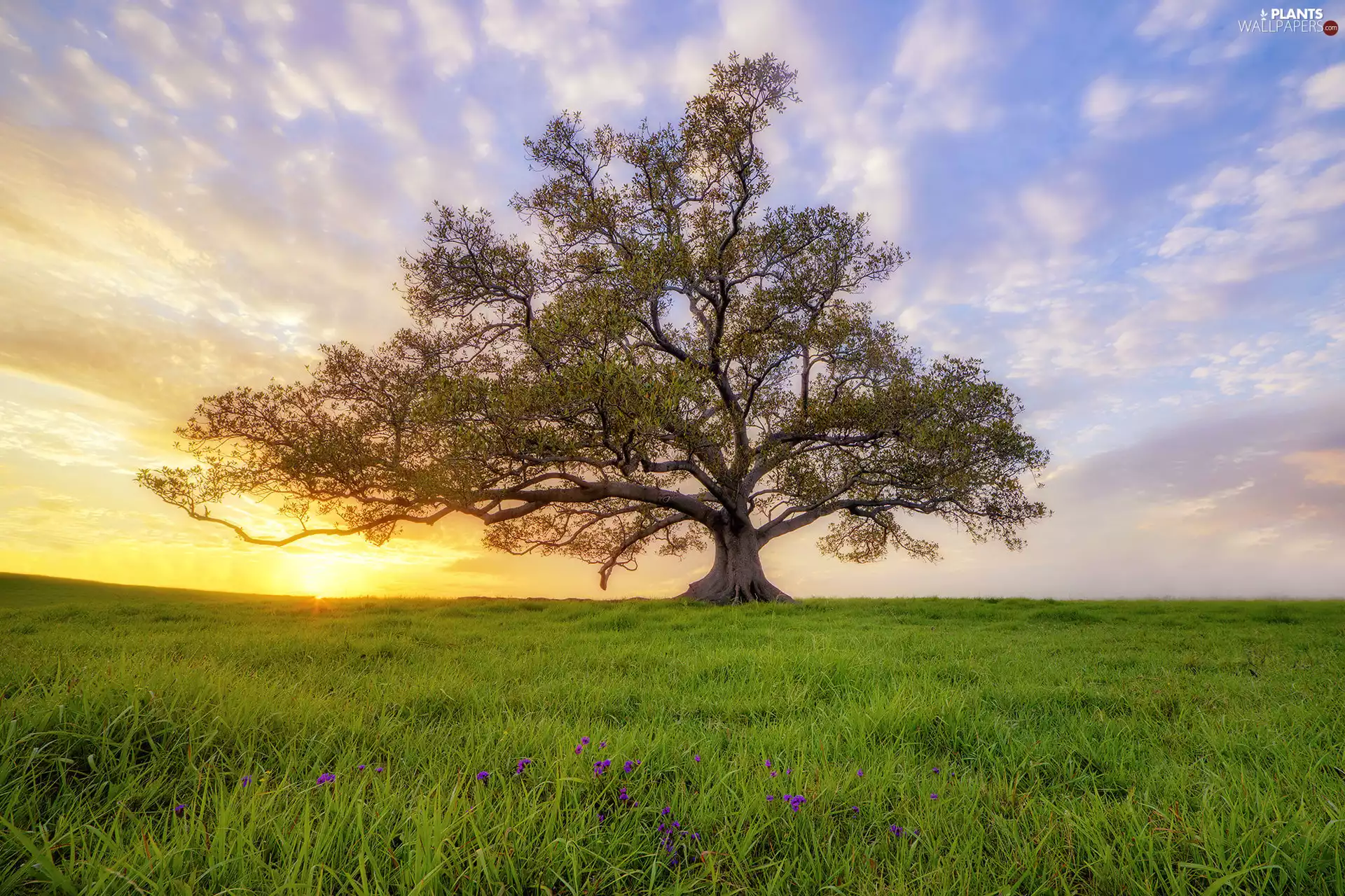 trees, Meadow, Sunrise