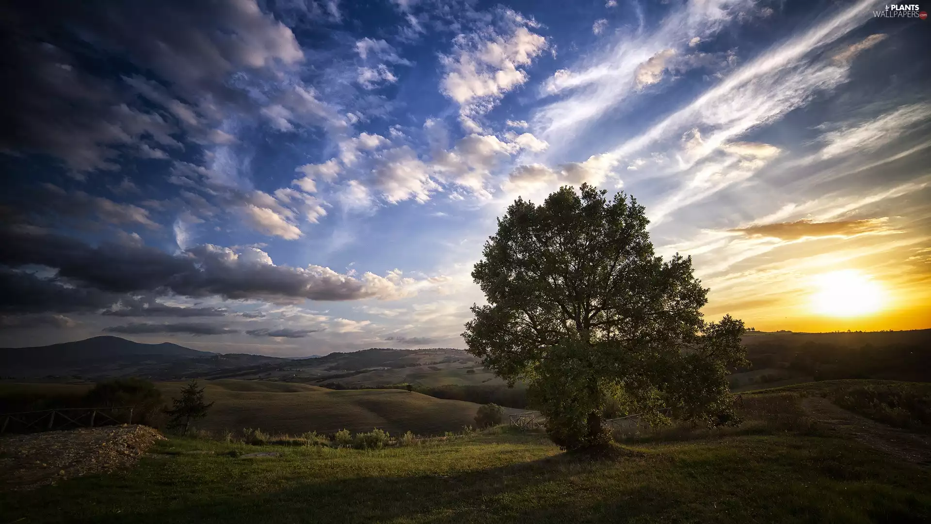 trees, Mountains, Sunrise