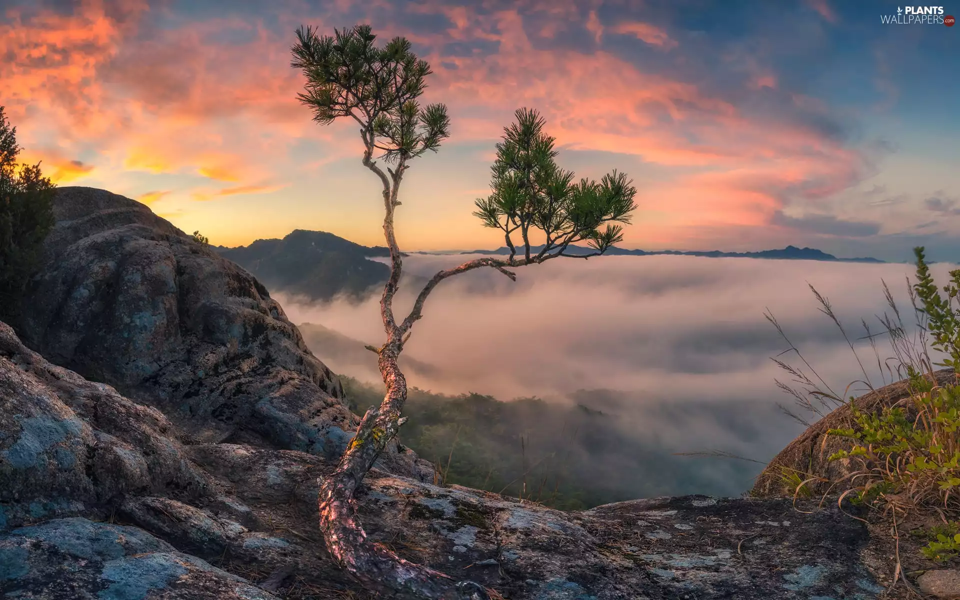 pine, Rocks, Sunrise, trees, Mountains, Fog, clouds