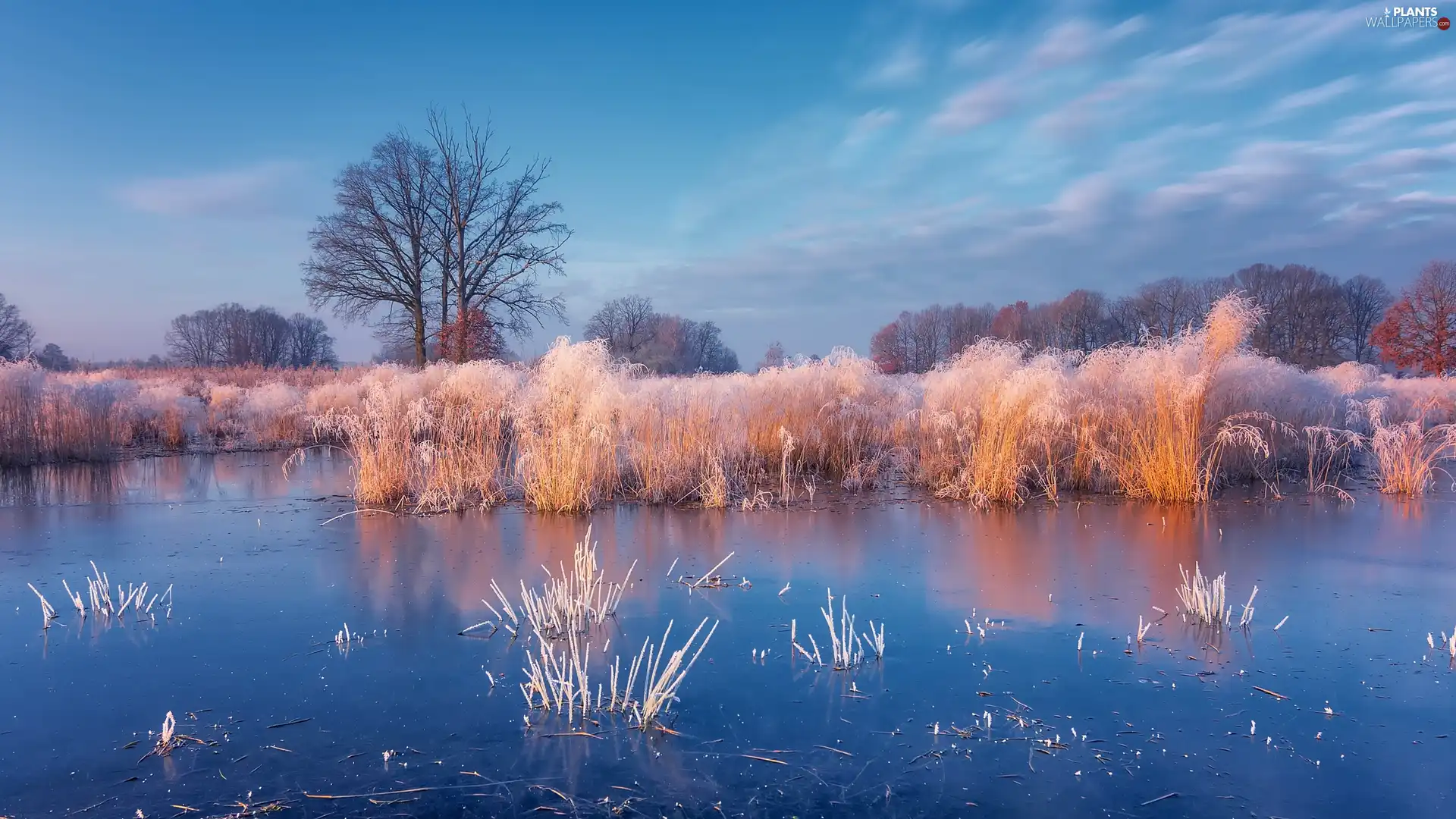 frosty, rushes, Sunrise, grass, viewes, winter, lake, trees