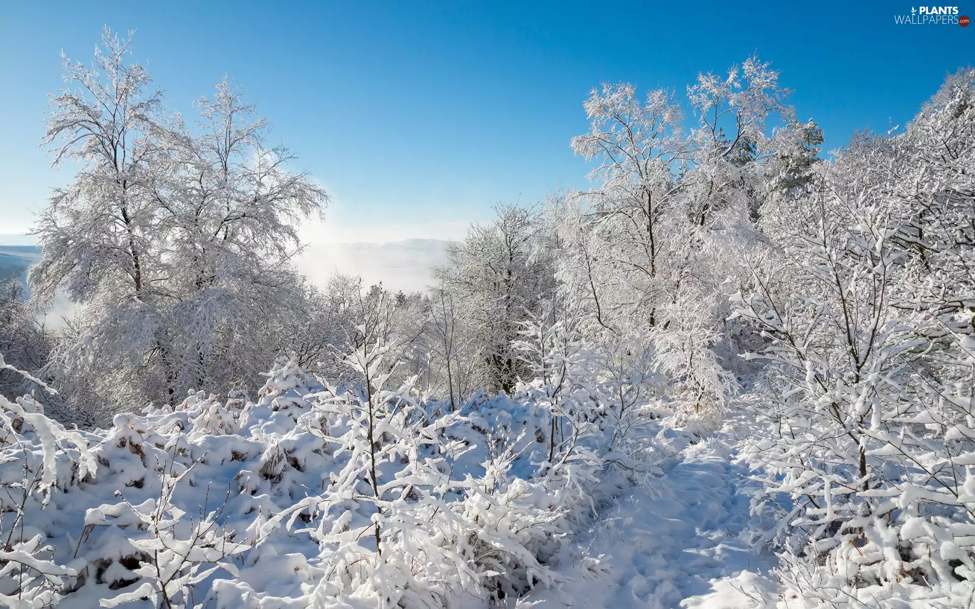 viewes, snow, Sunrise, trees, winter, Bush, Fog
