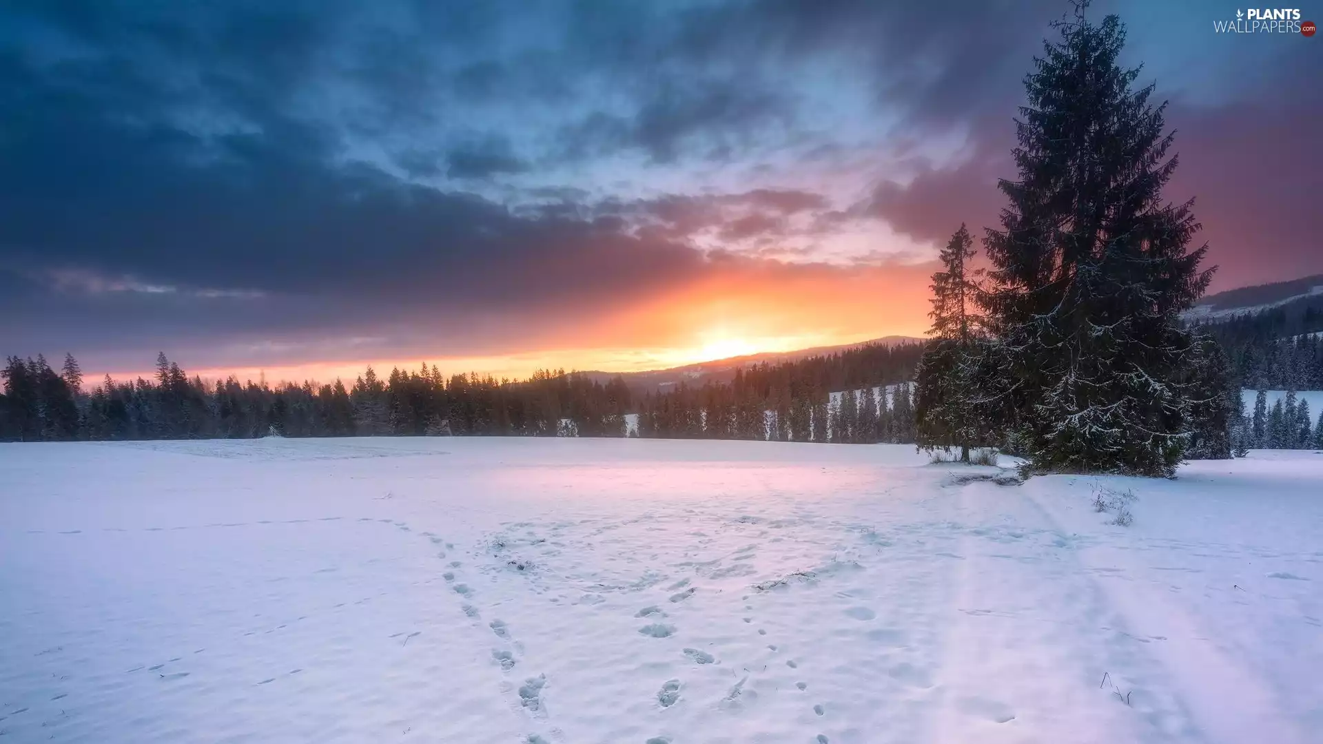 forest, snow, Sunrise, traces, viewes, Mountains, winter, trees