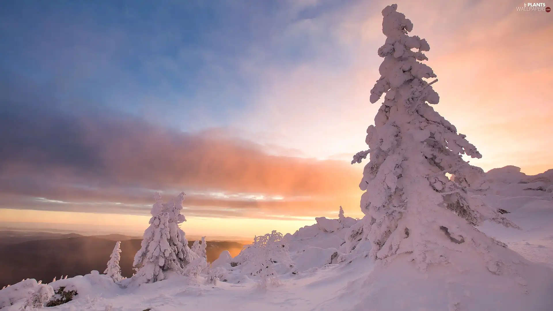 viewes, Snowy, Sunrise, trees, winter, snow, clouds
