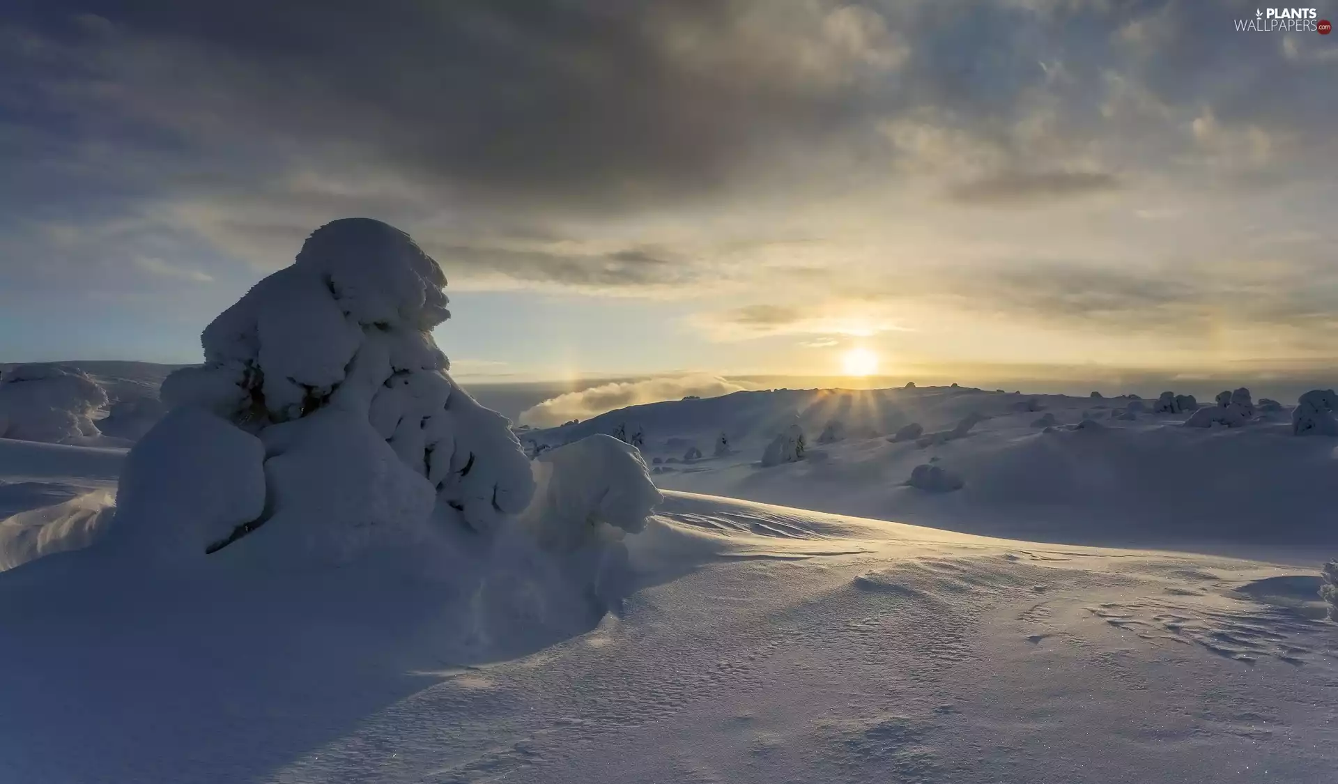 trees, winter, rays of the Sun, Sunrise, viewes, drifts