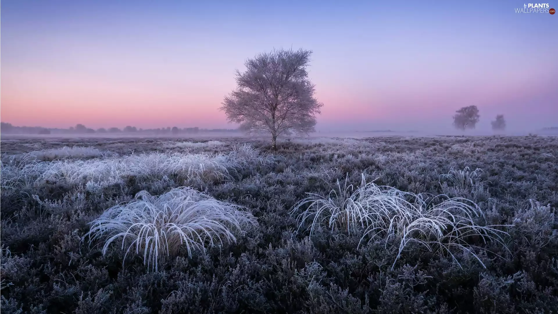 trees, Field, viewes, heathers, winter, heath, White frost, Sunrise, grass