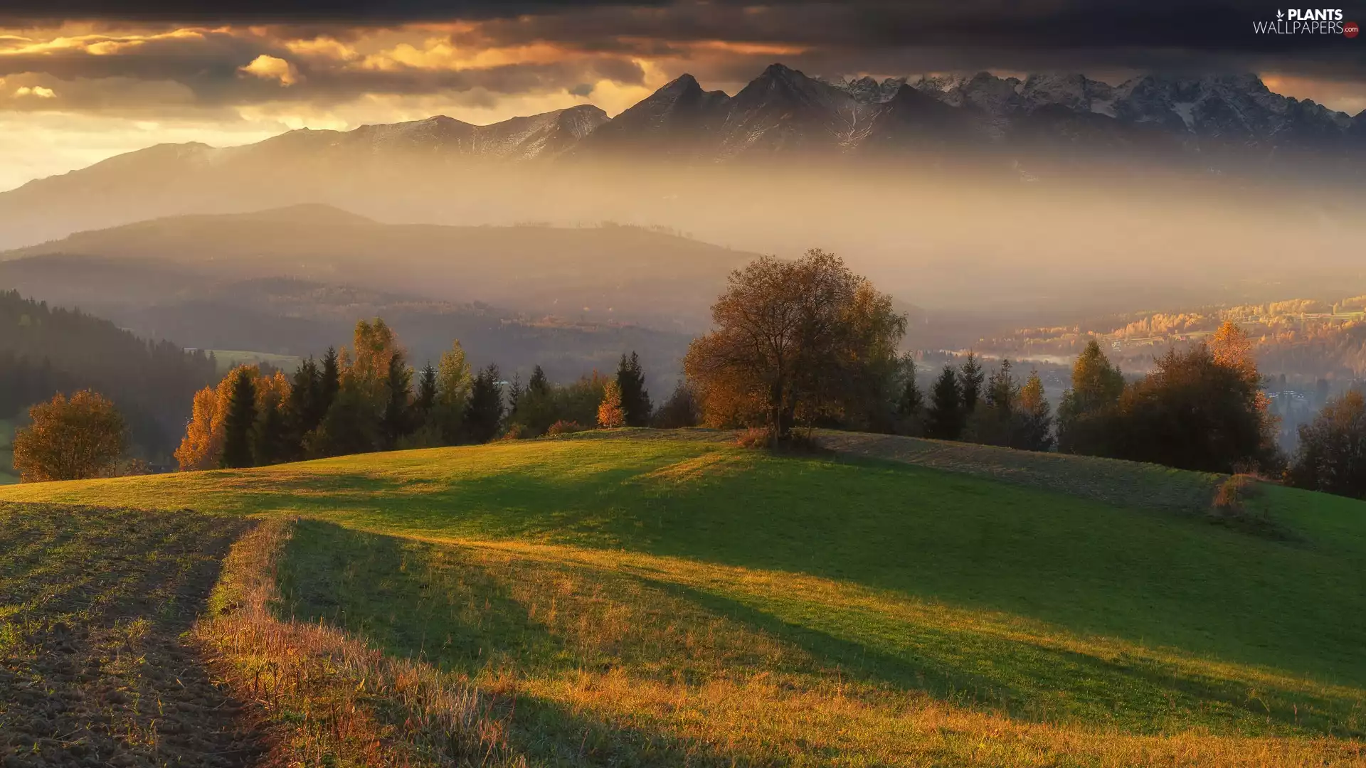 viewes, woods, Sunrise, trees, Mountains, Fog, clouds
