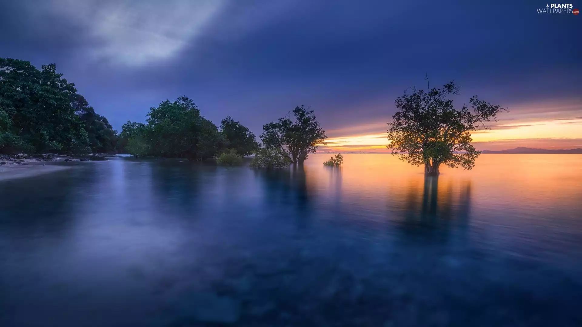 viewes, lake, Bush, trees, Great Sunsets