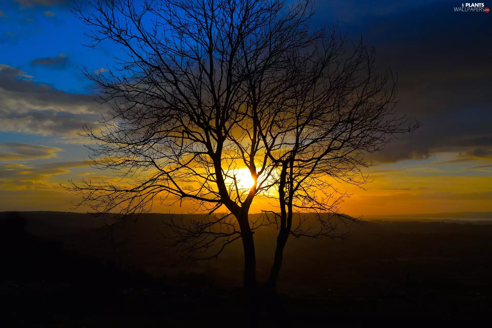 trees, Great Sunsets