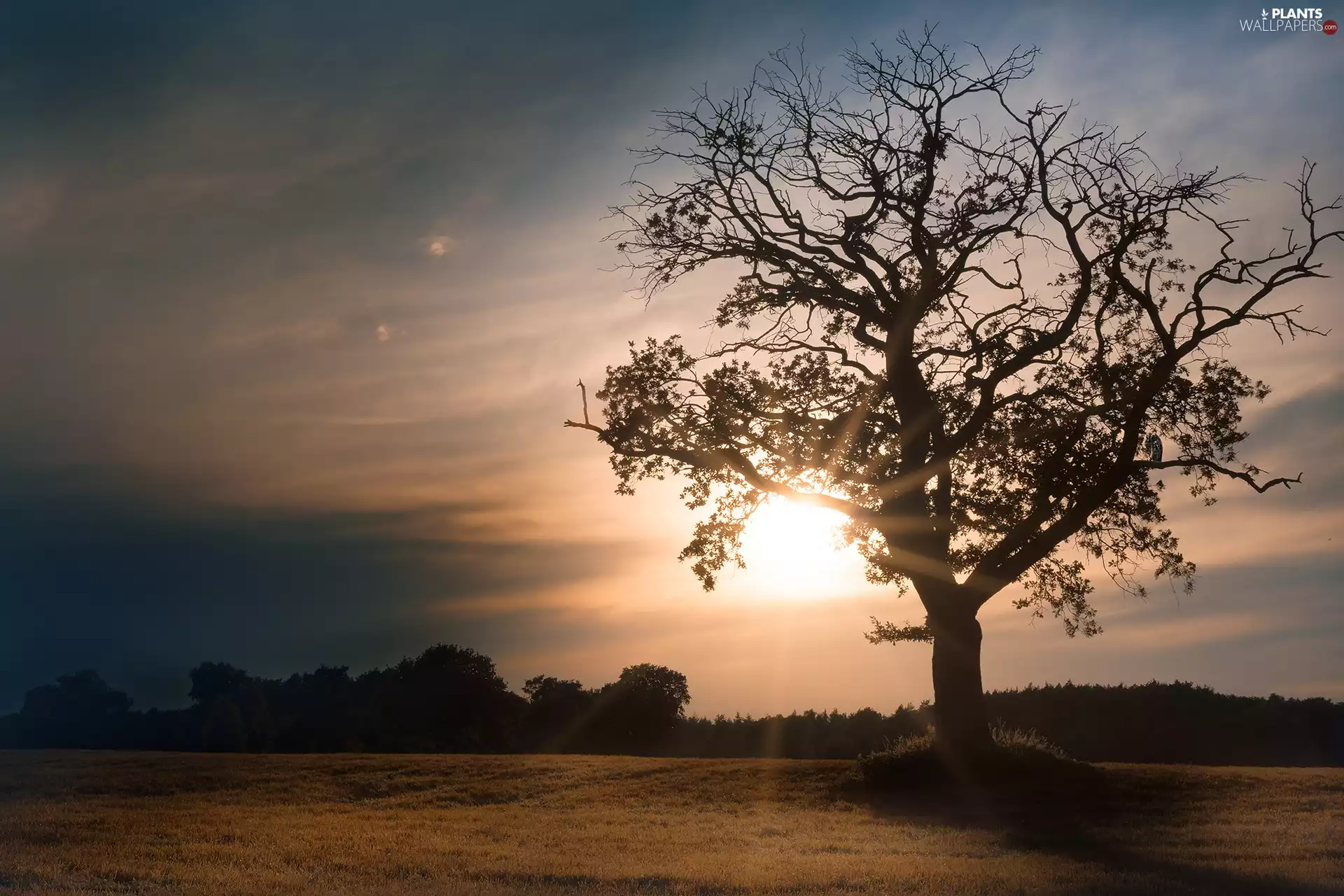 trees, Great Sunsets