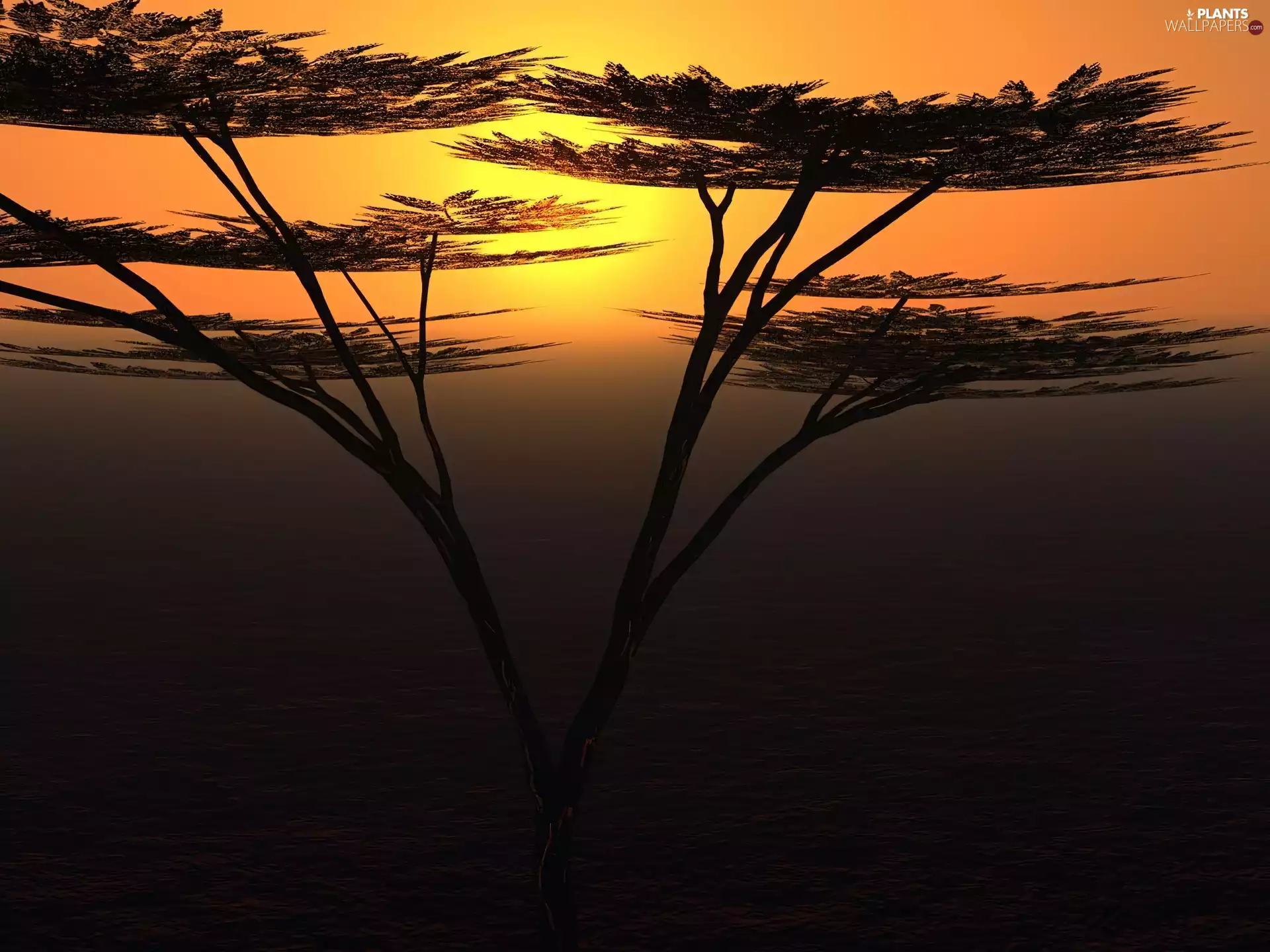 trees, Great Sunsets