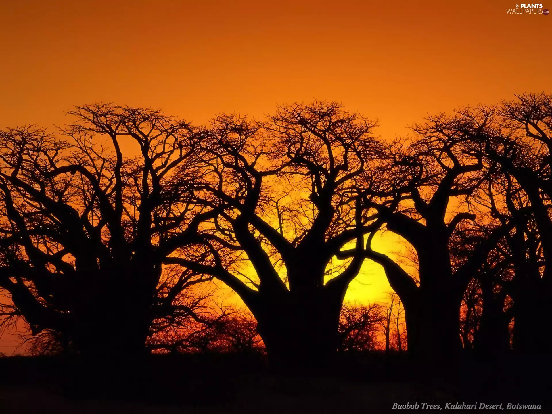 trees, Great Sunsets
