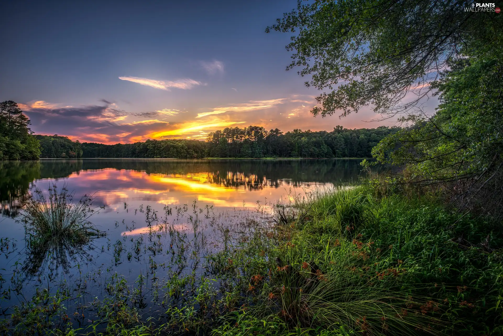 scrub, Great Sunsets, trees, viewes, forest, lake