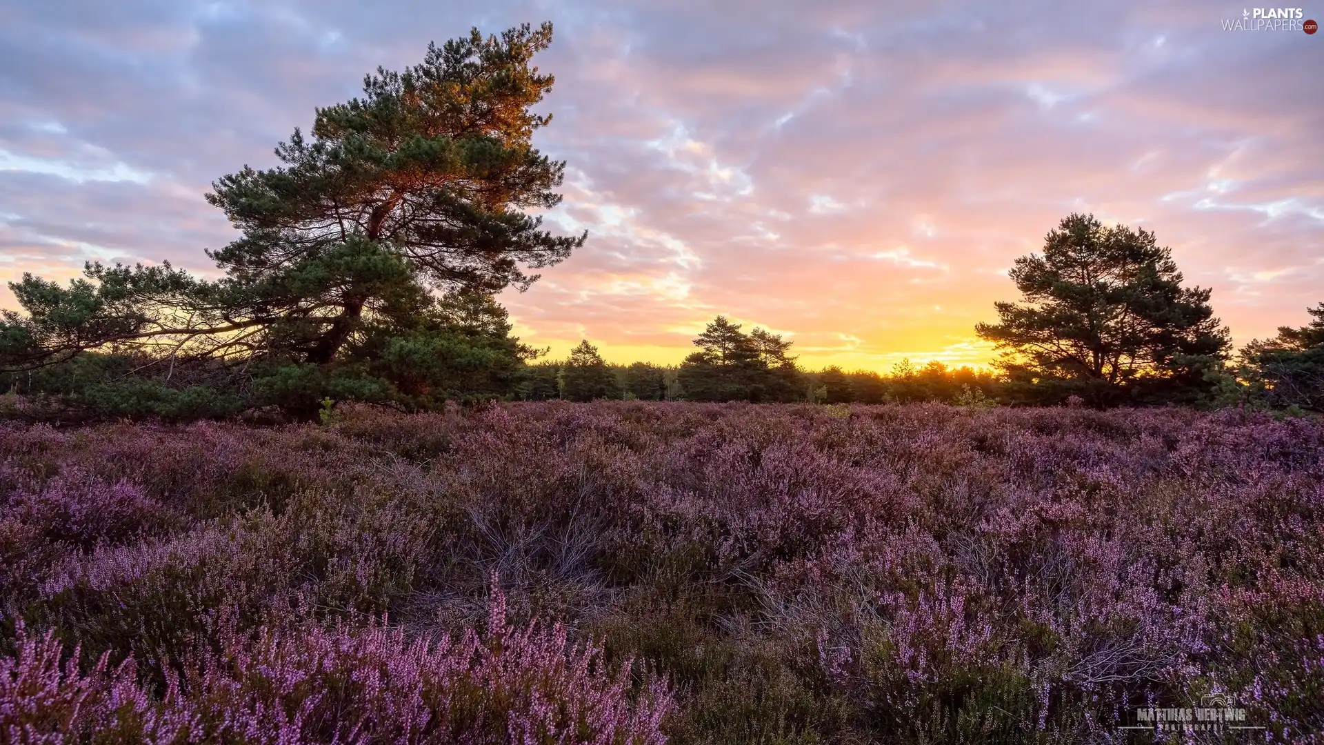 viewes, heathers, heath, trees, Great Sunsets