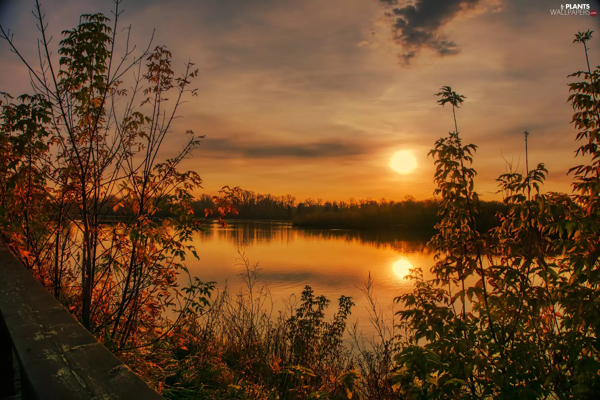 viewes, Bush, lake, trees, Great Sunsets