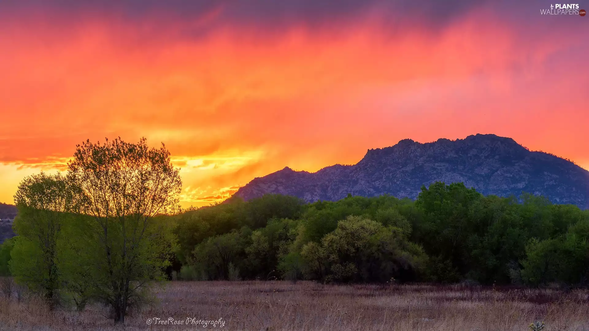 viewes, grass, Mountains, trees, Great Sunsets