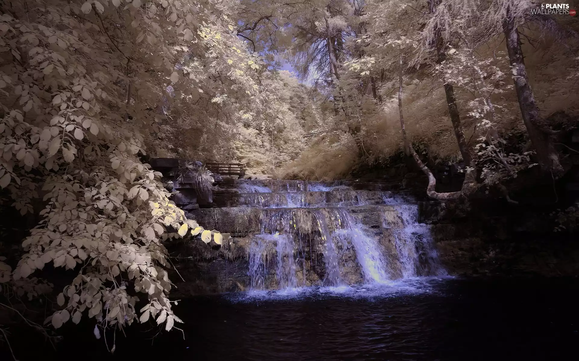 trees, waterfall, surrounded