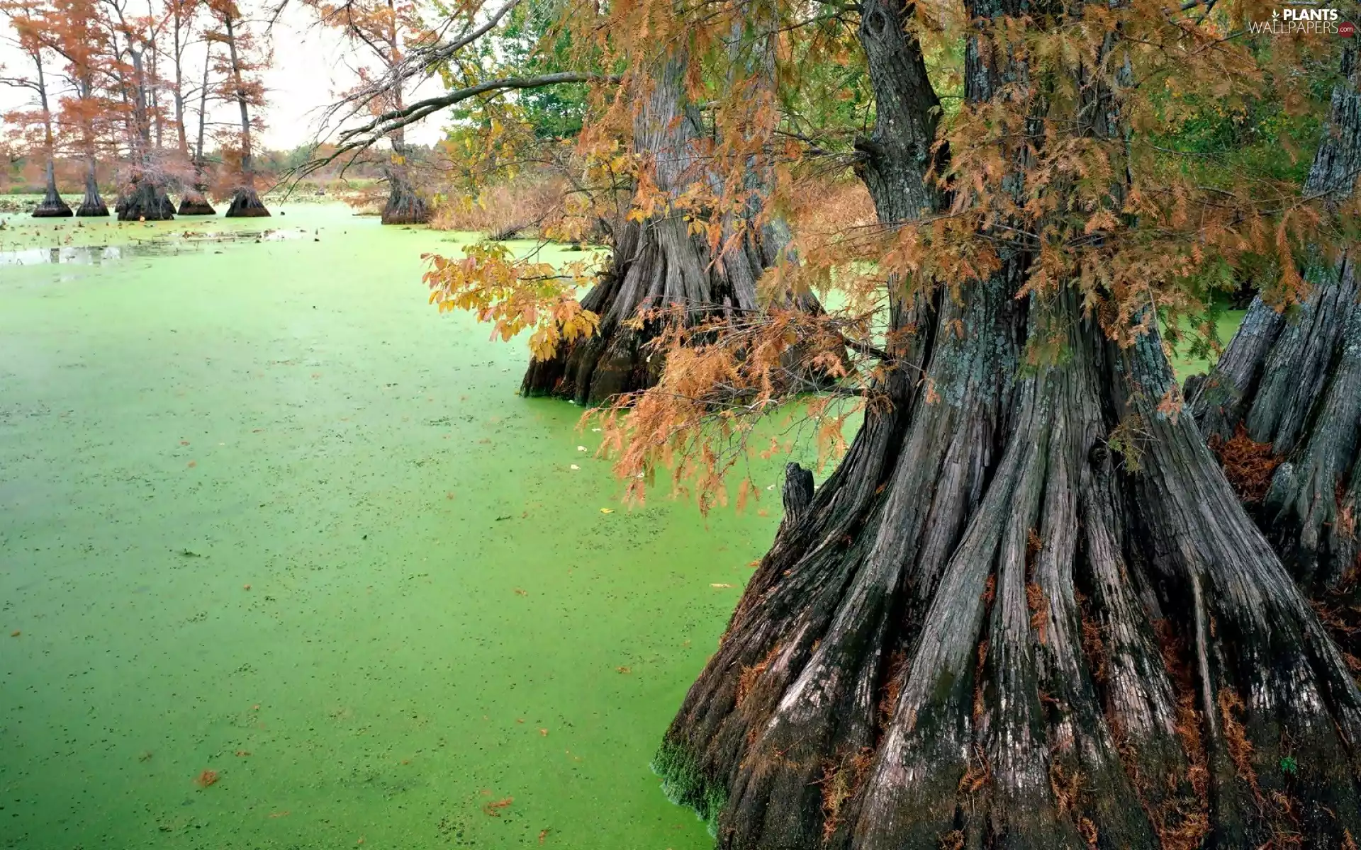 swamp, viewes, branches, trees