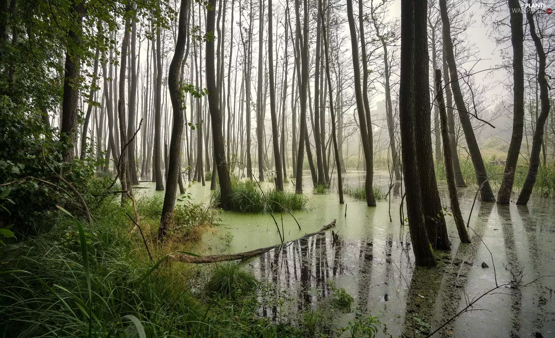 swamp, viewes, grass, trees