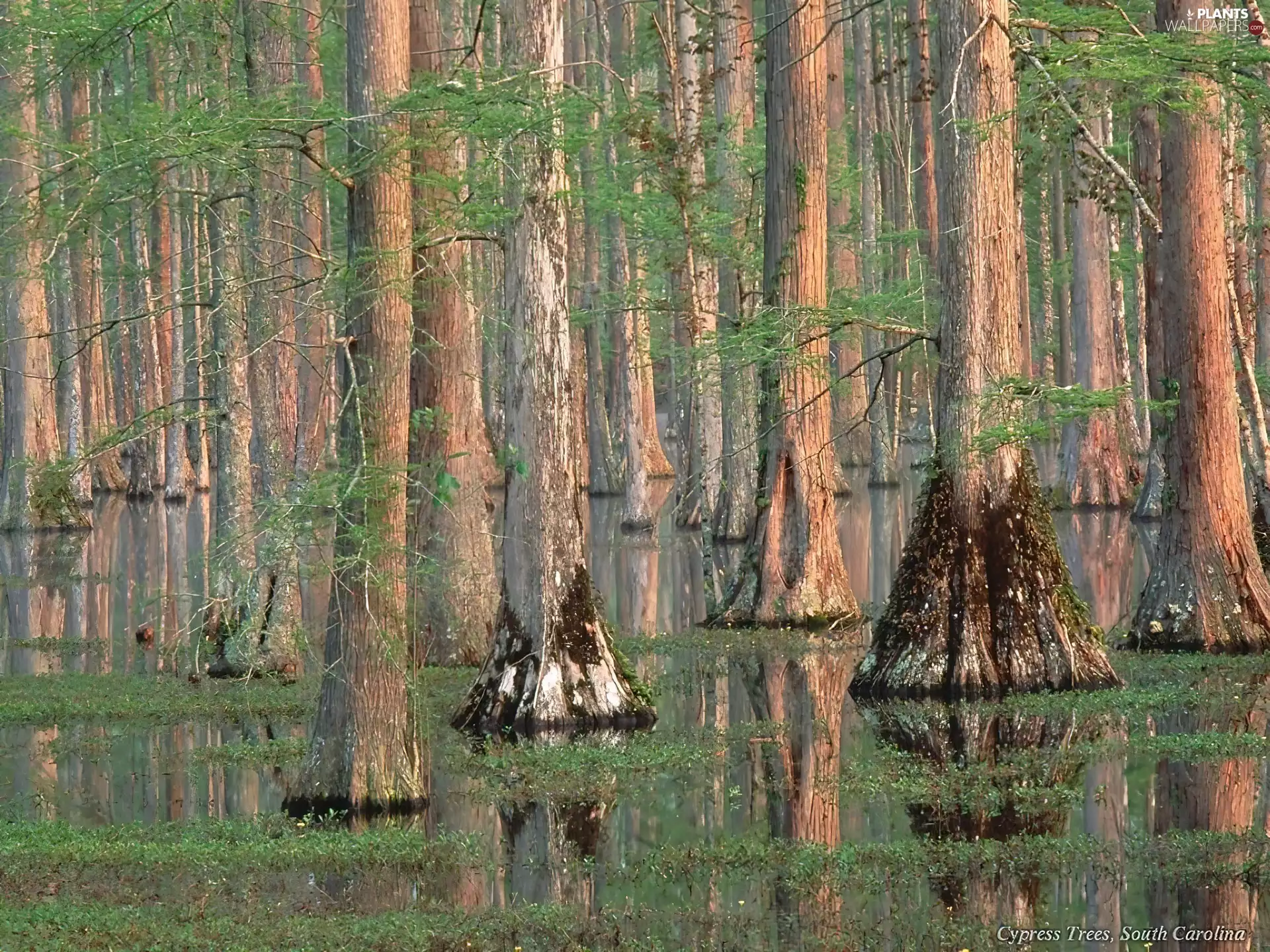 trees, swamp