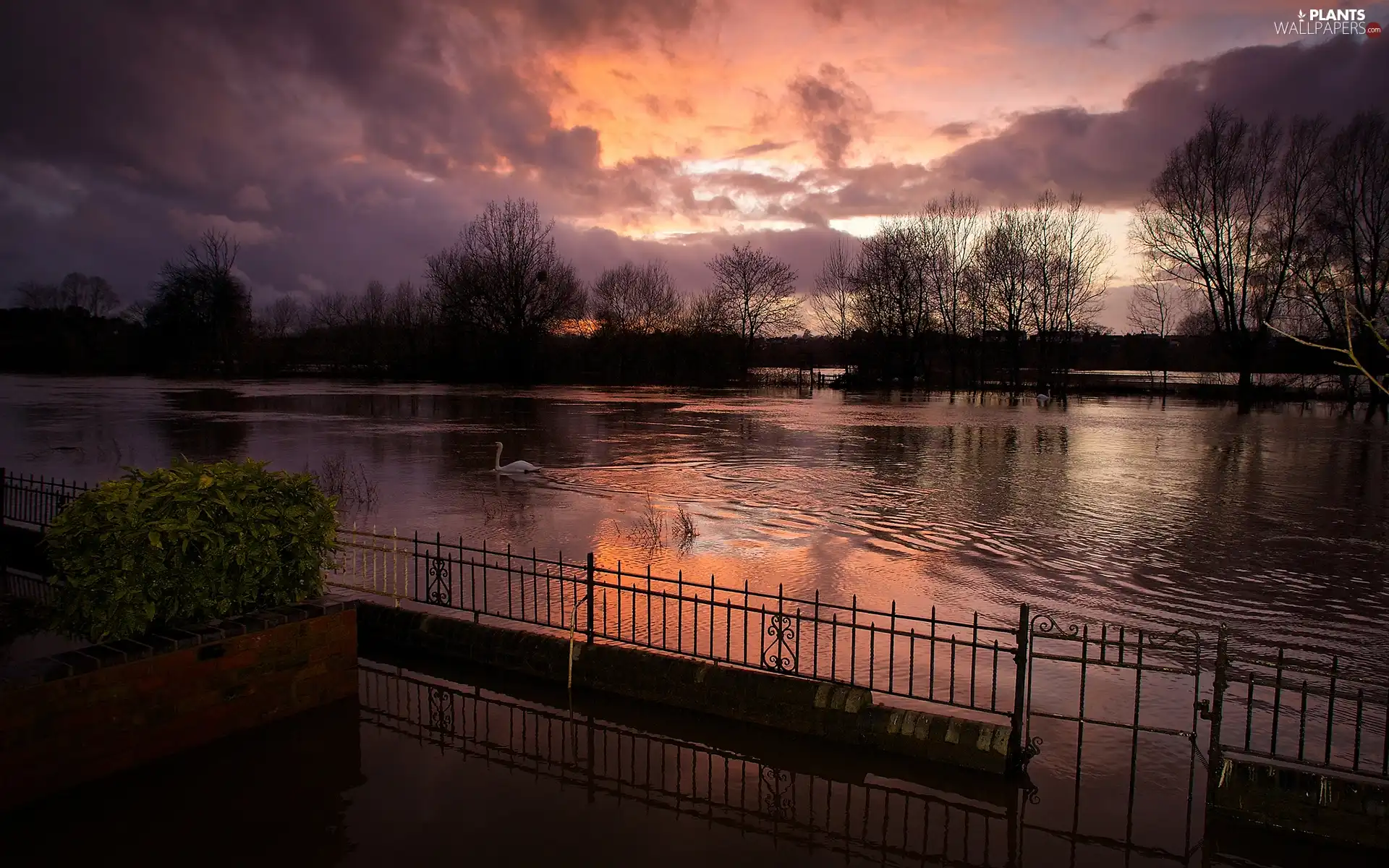 trees, River, Swan, fence, viewes, Great Sunsets