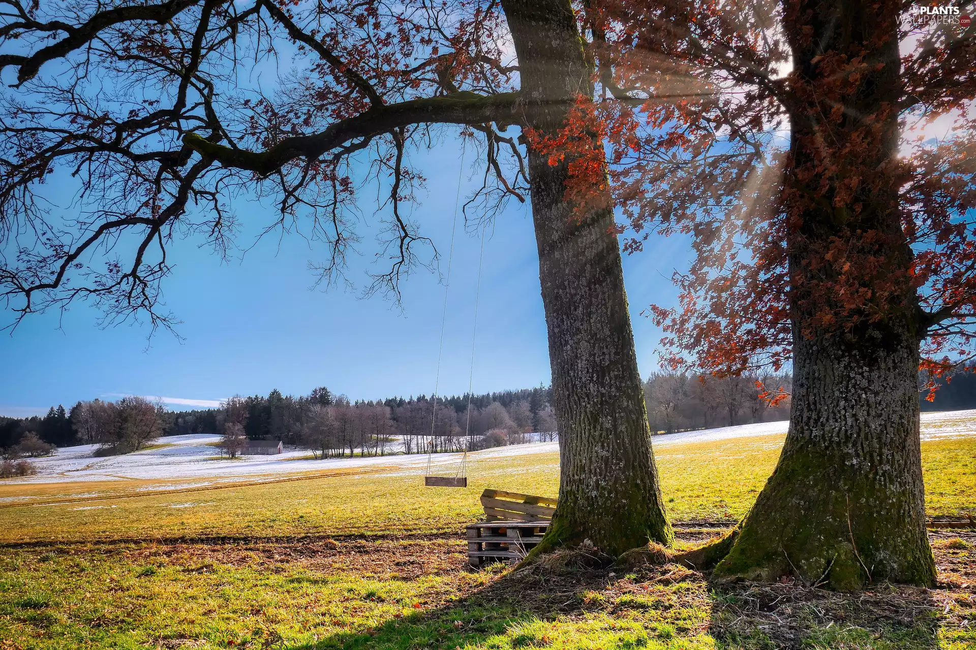 trees, autumn, rays of the Sun, Swing, viewes, Meadow