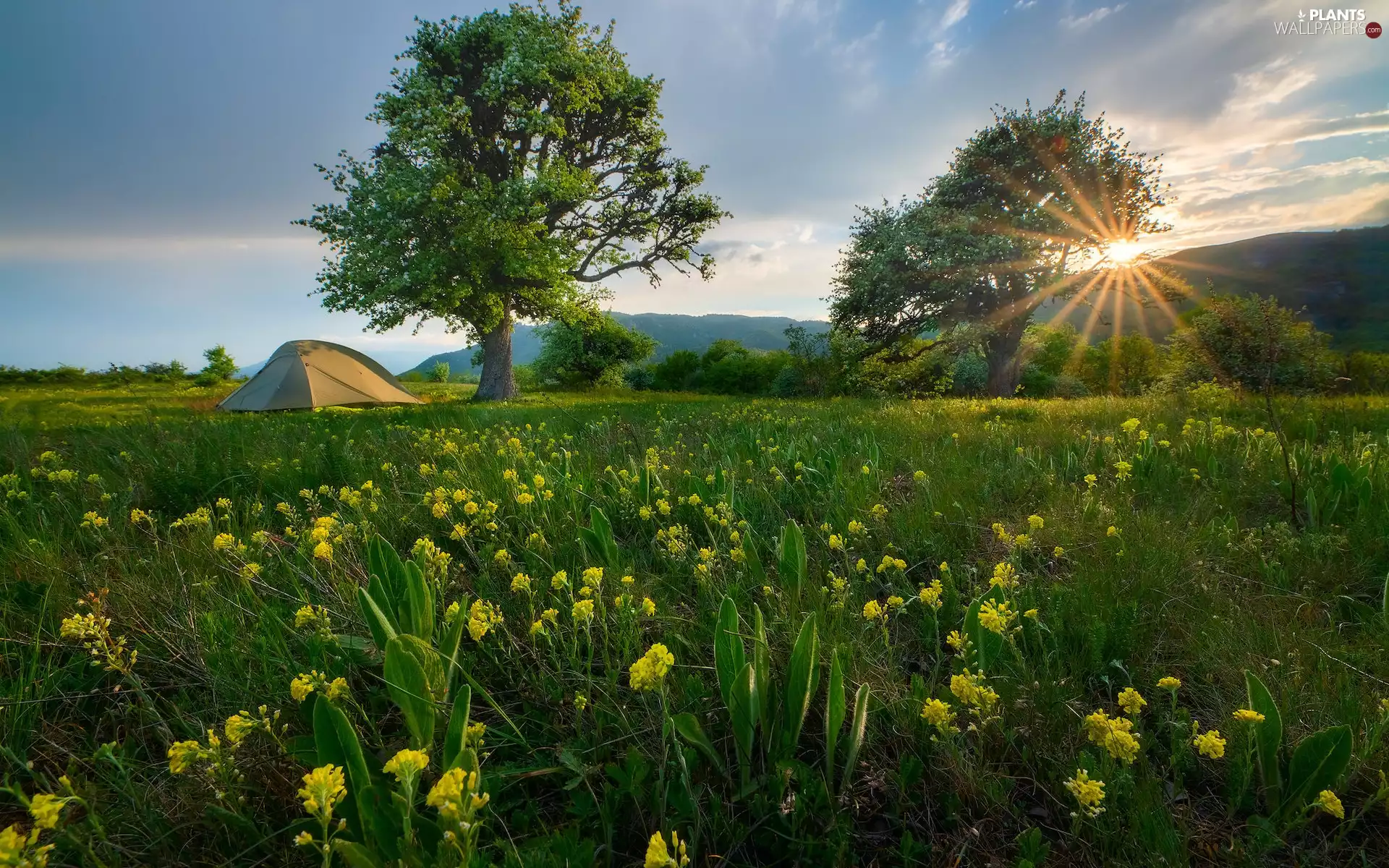 trees, rays of the Sun, Flowers, Tent, viewes, Meadow