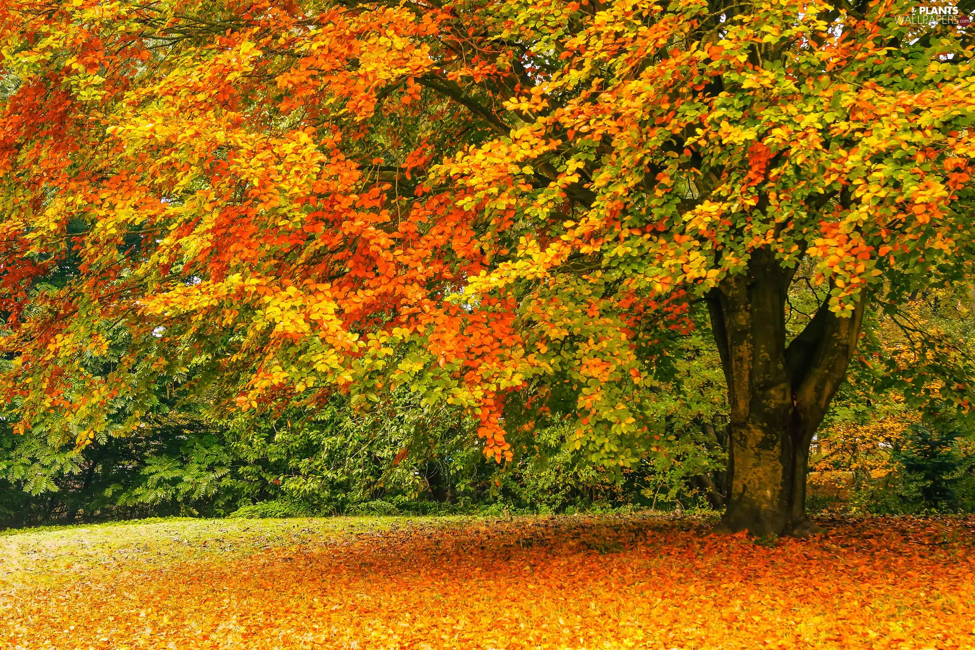 car in the meadow, autumn, color, Leaf, trees