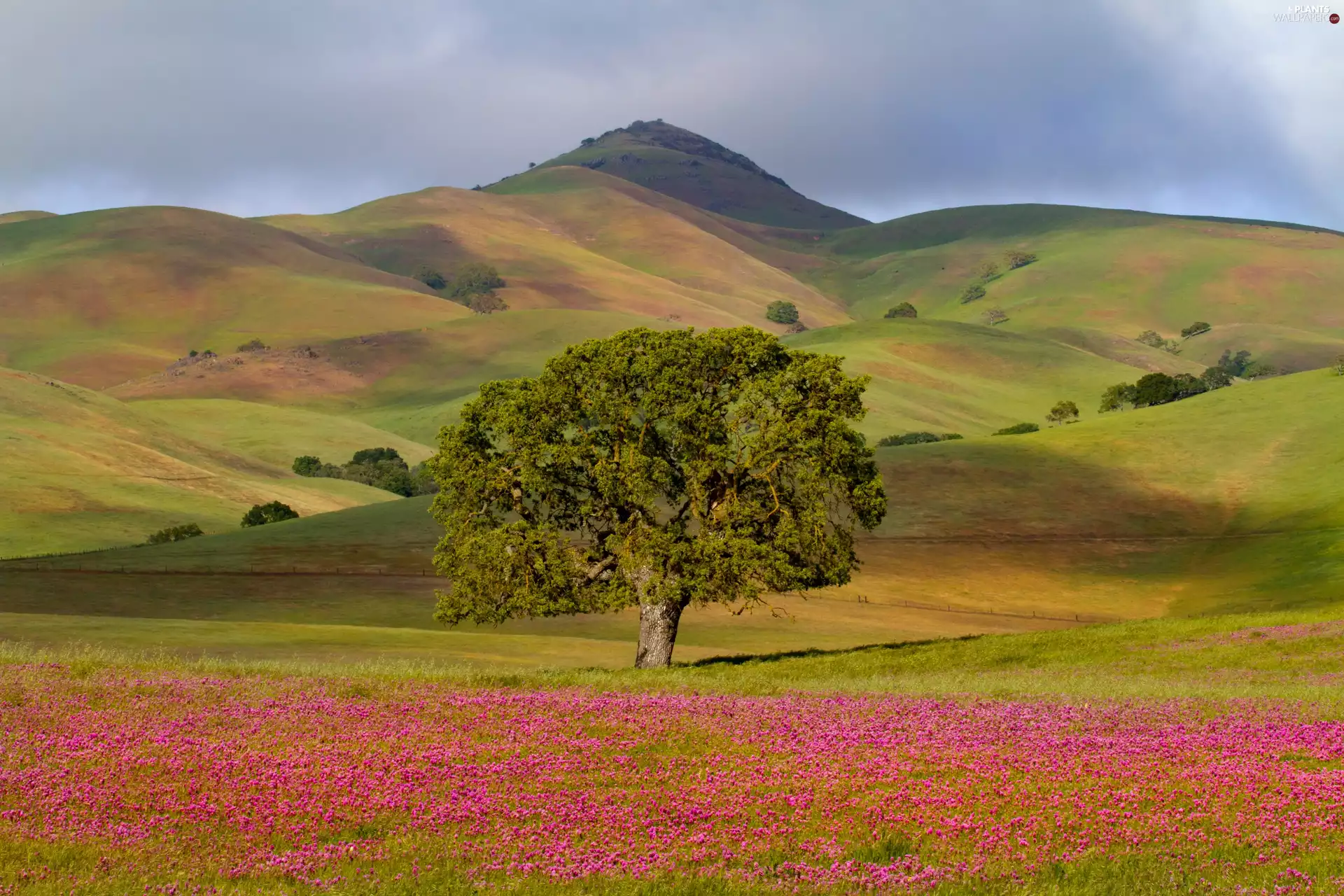 The Hills, Meadow, trees
