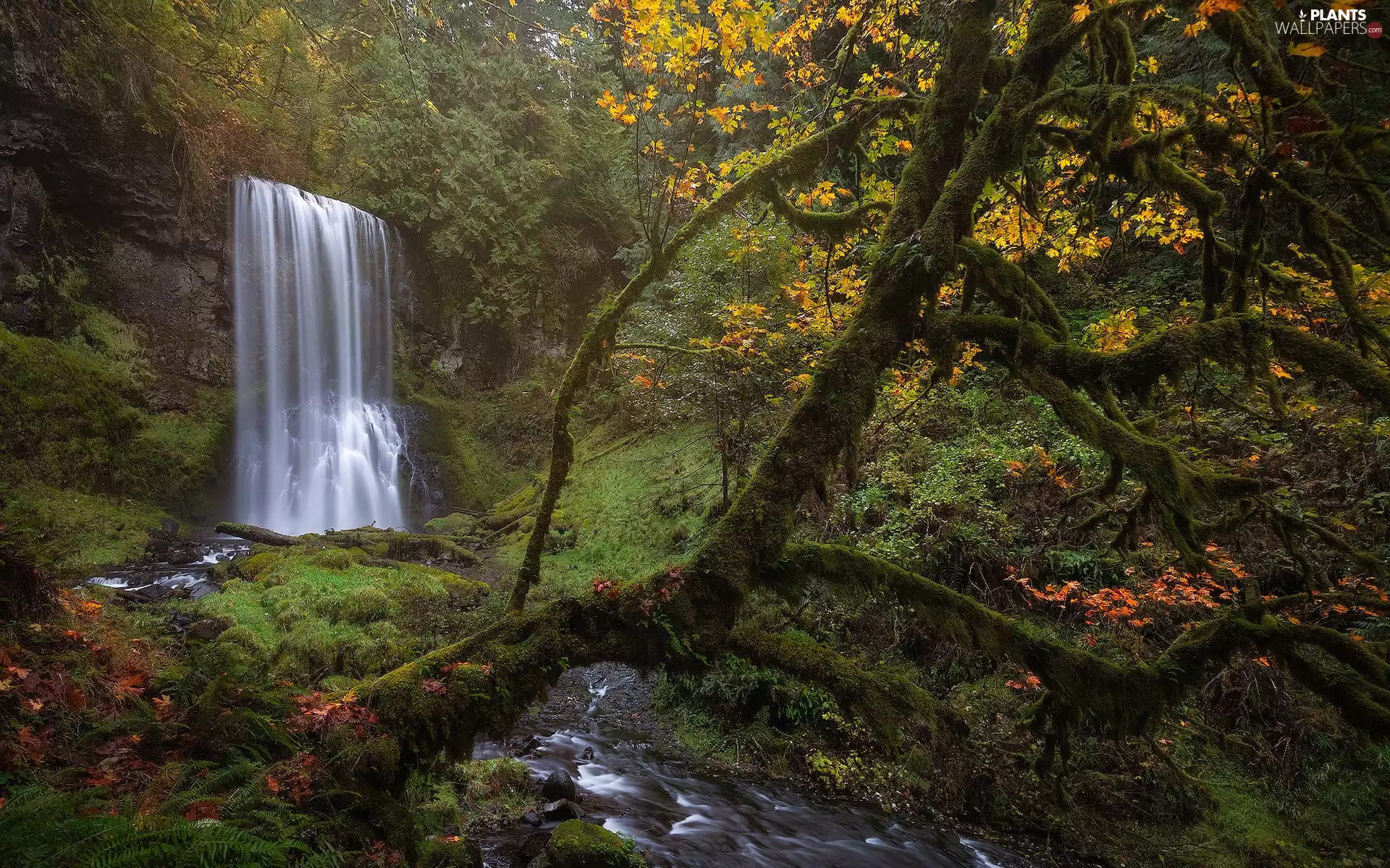 Nature Reserve, waterfall, Stems, Washington State, trees, forest, mossy, The United States, Columbia River Gorge, viewes
