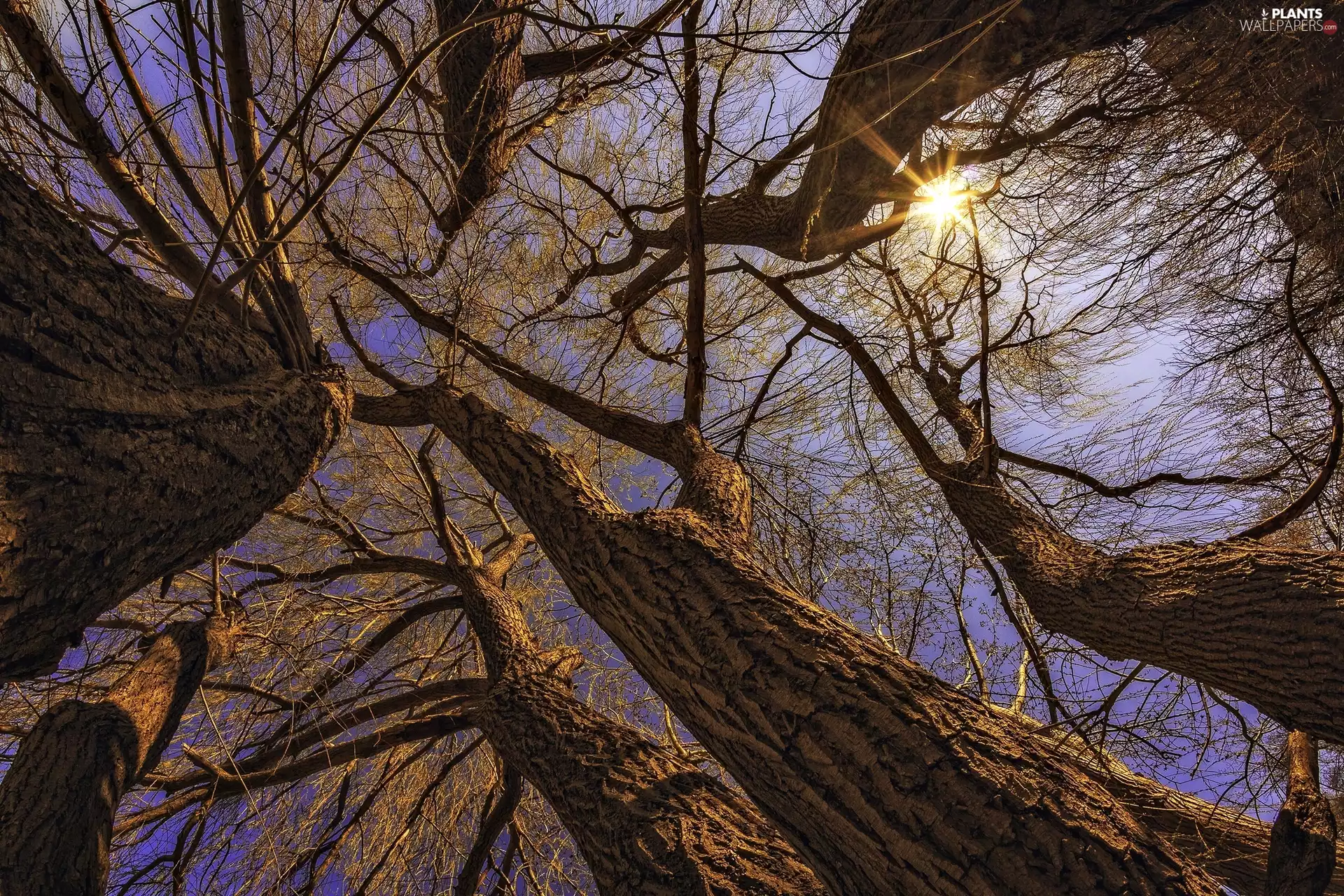rays of the Sun, autumn, viewes, Sky, trees