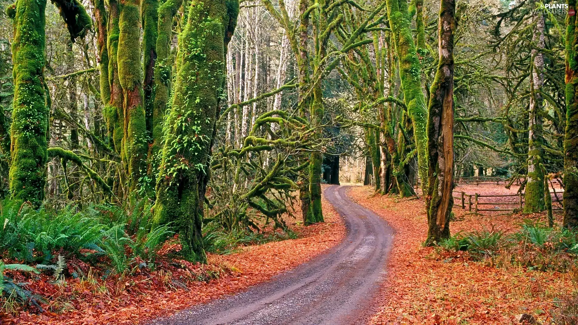 Olympic National Park, trees, forest, viewes, Way, Washington State, The United States, fern