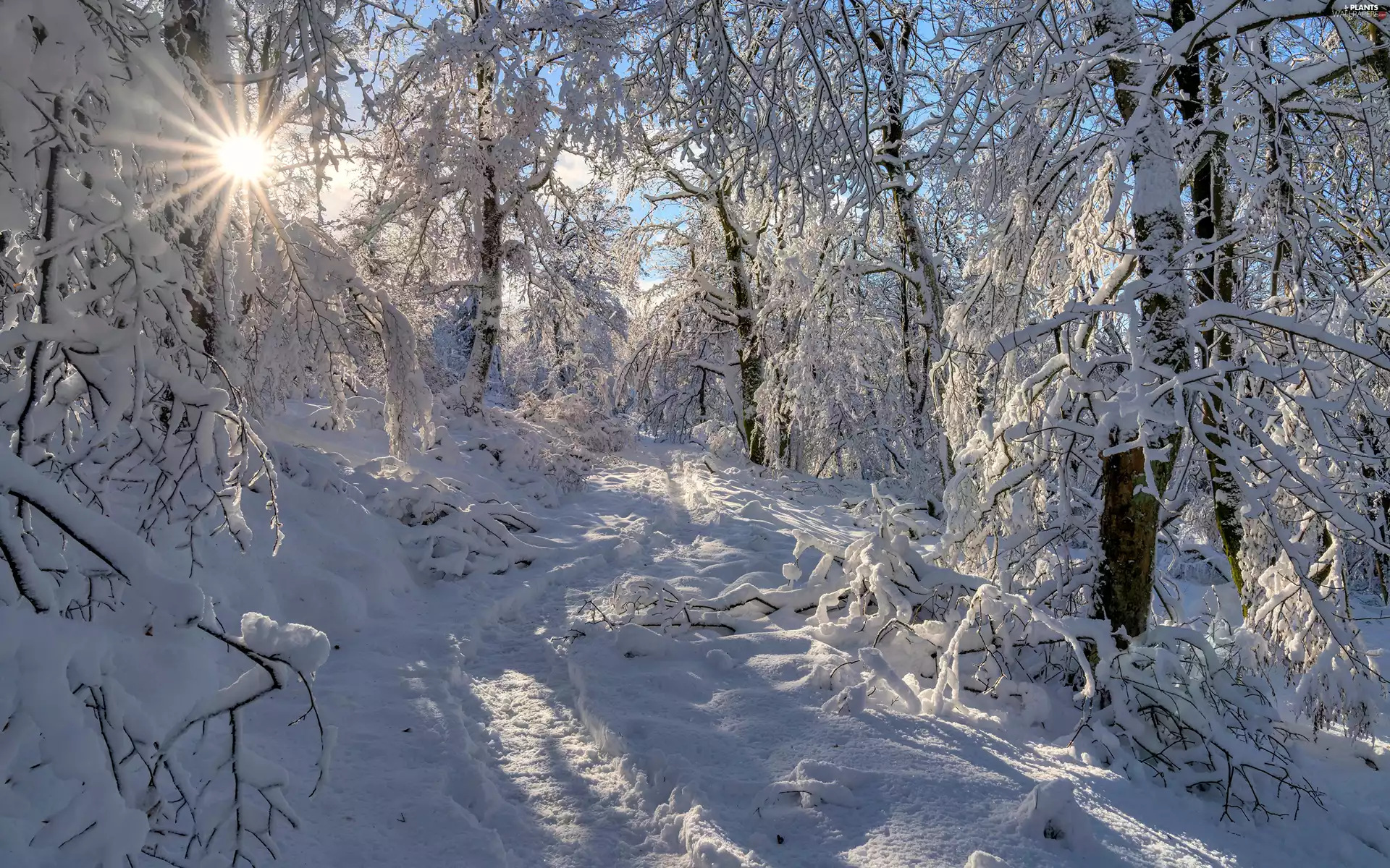 trees, snow, Path, forest, winter, viewes, rays of the Sun