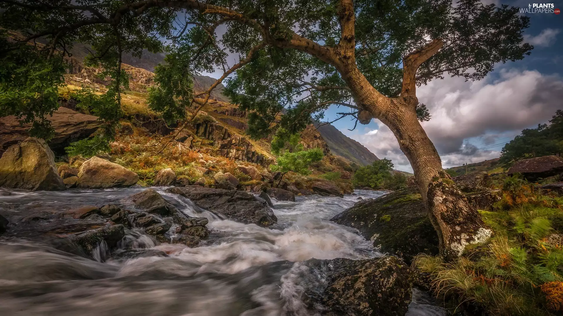 tear, trees, The Hills, River